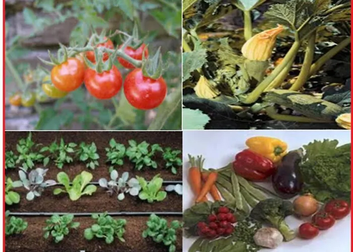 Апартаменты Seaside In Agia Effimia Айя-Евфимия