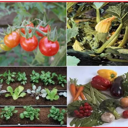 Διαμέρισμα Seaside In Agia Effimia Αγία Ευφημία